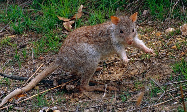 Rufous Rat Kangaroo