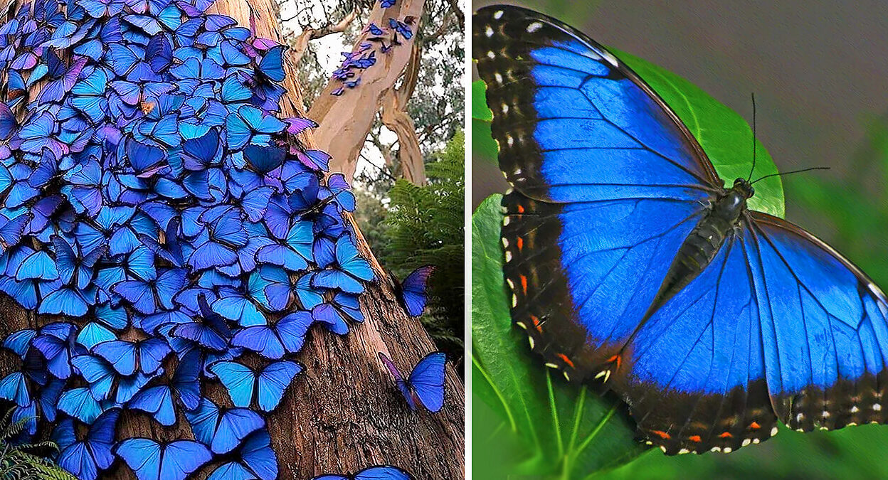 Beautiful Butterflies