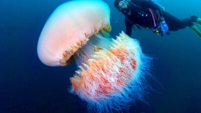 Biggest Jellyfishes