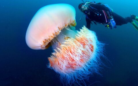 Biggest Jellyfishes