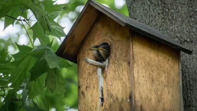 Bird Nests