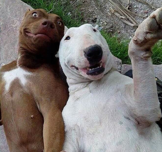 Dog Selfie13