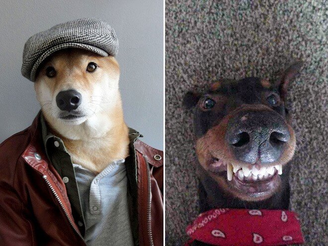 Dog Selfie15
