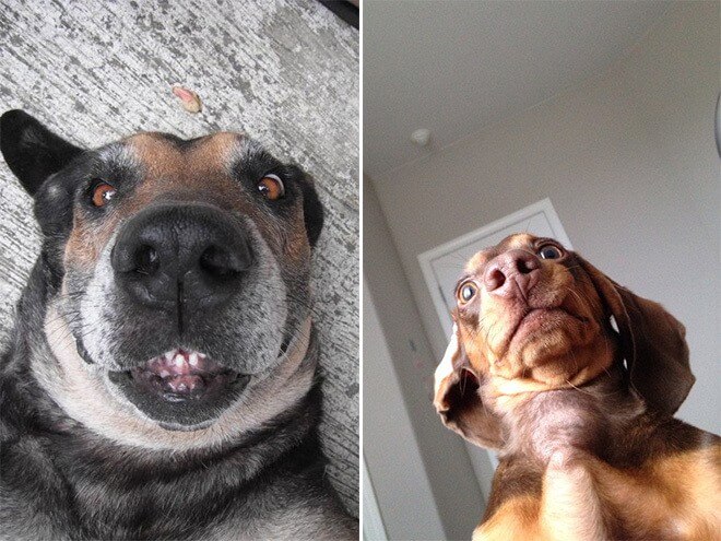 Dog Selfie4