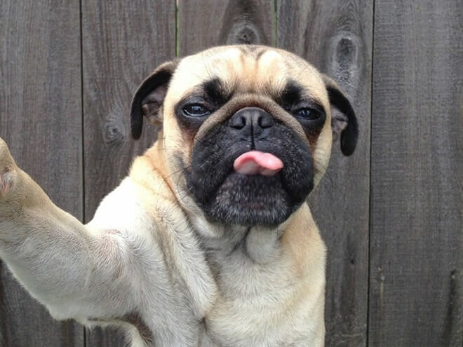 Dog Selfie5