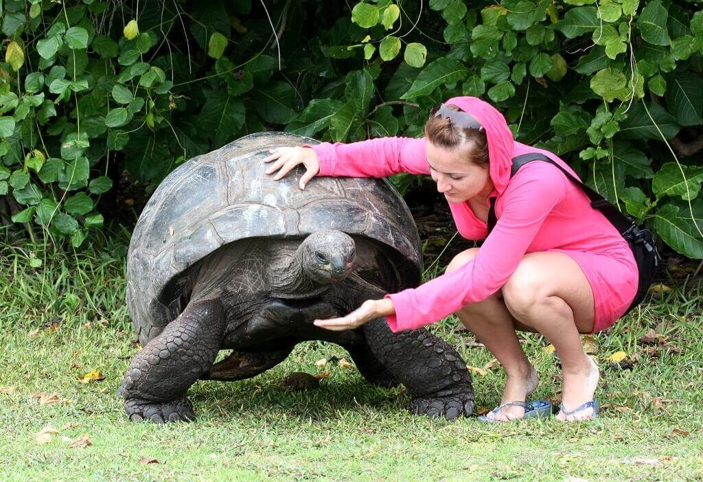 Largest Turtles