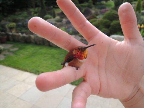 Smallest Birds