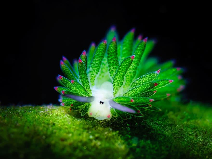 Leaf slug