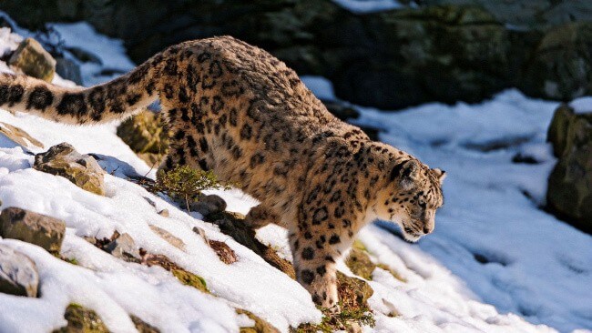 Snow Leopard