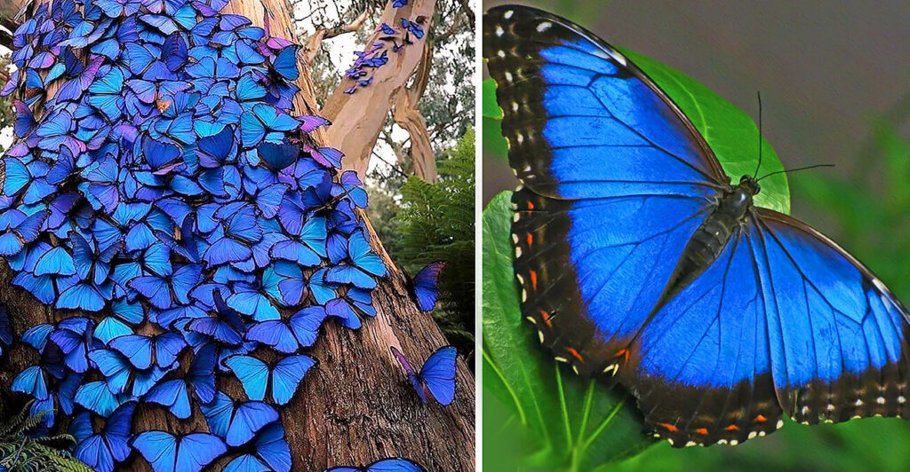 Beautiful Butterflies