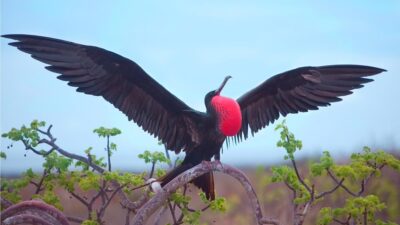 Fastest Birds