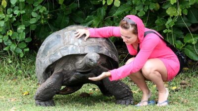 Largest Turtles