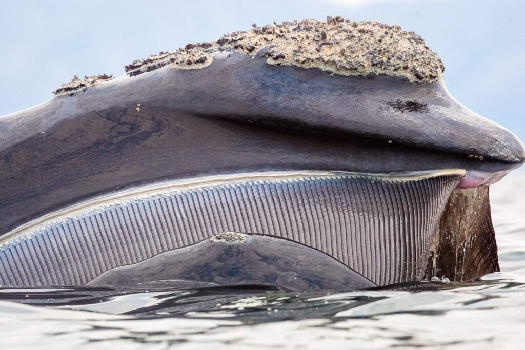 Largest Whales