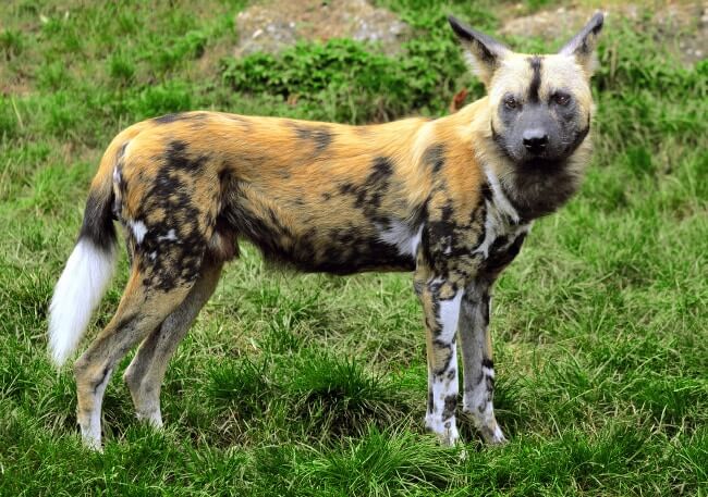 Hyenas Dog