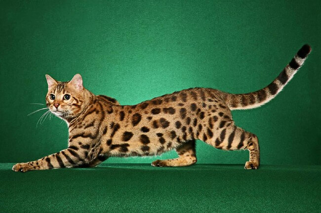 Bengal Cat