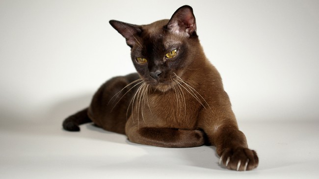 Burmese Cat