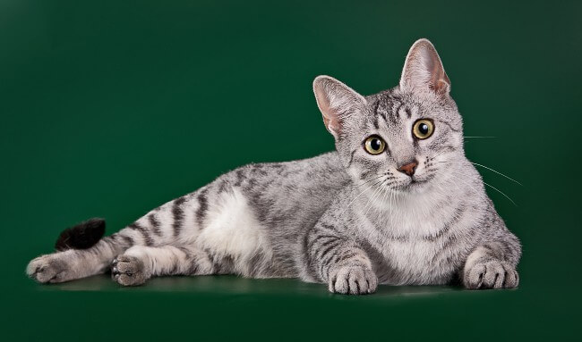 Egyptian Mau