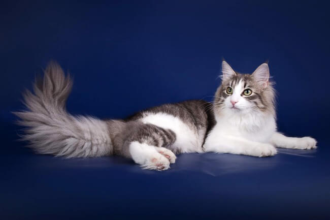 Norwegian Forest Cat