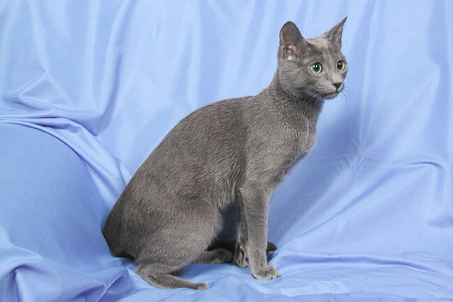 Russian Blue Cat