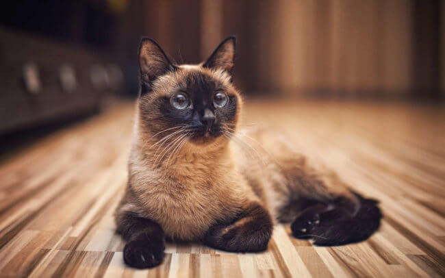 Siamese Cat