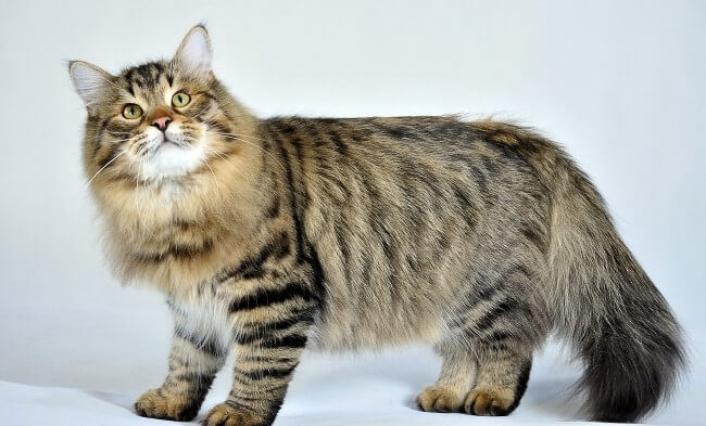 Siberian Cat