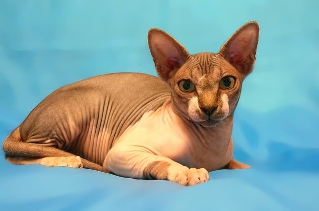 Sphynx Cat