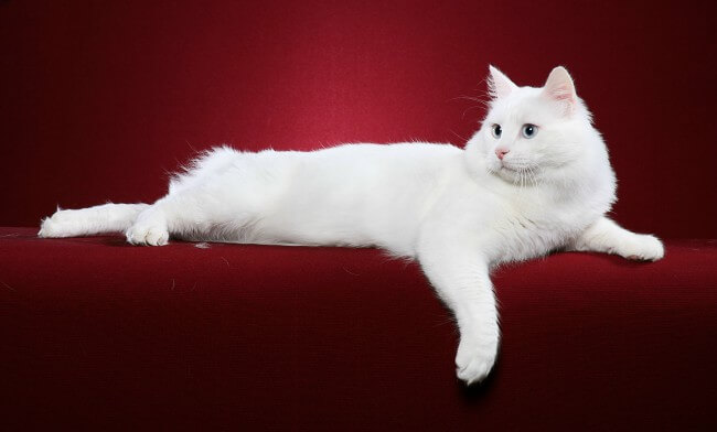 Turkish Van