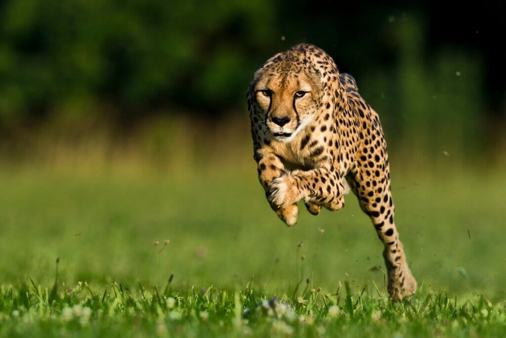Fastest Animals