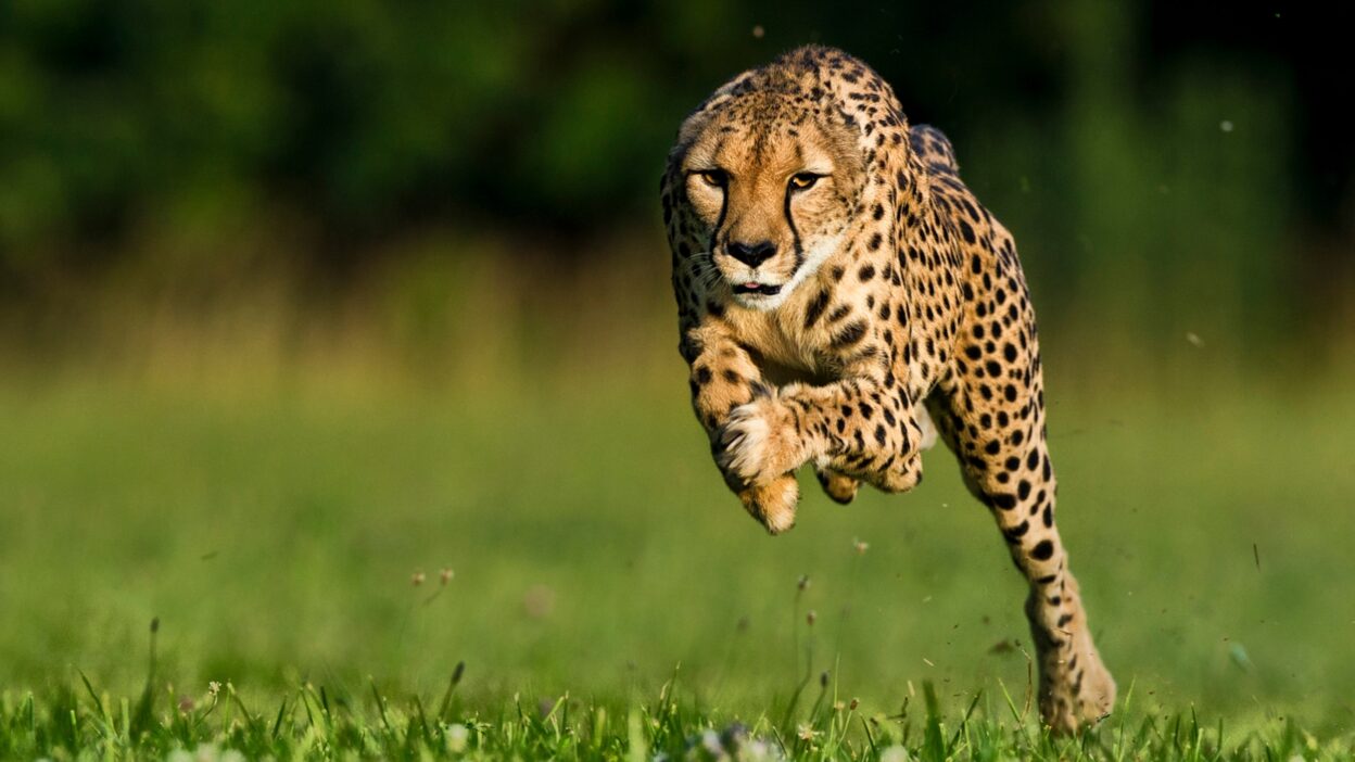 Fastest Animals