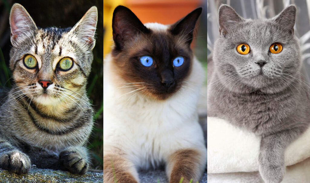 smartest cat breeds