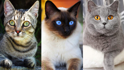 Smartest Cat Breeds