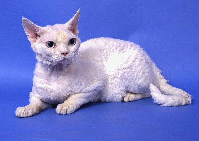 Devon Rex