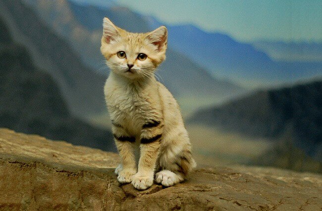 Sand Cat