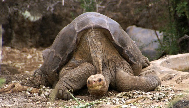 Abingdon Elephant Turtle