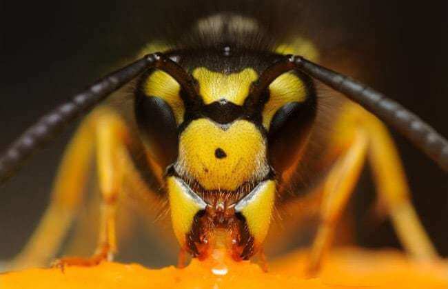 Asian Bumblebee