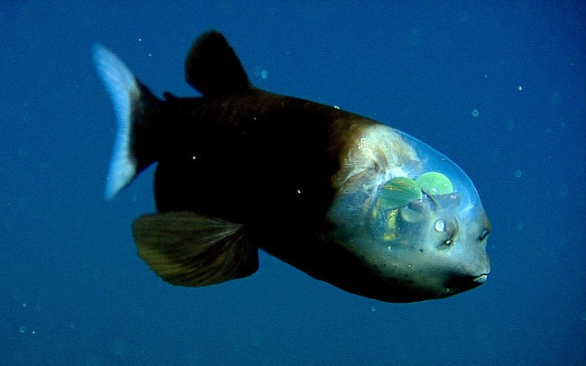 Barreleye Fish
