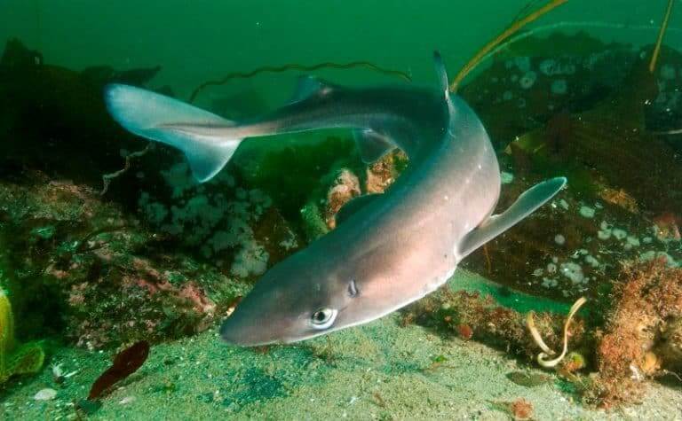Dogfish Sharks