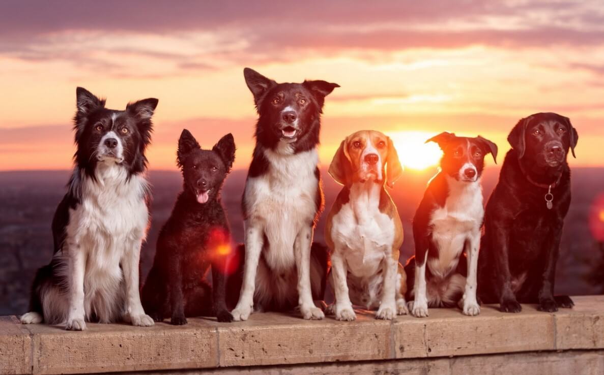 Top 10 friendliest dog breeds
