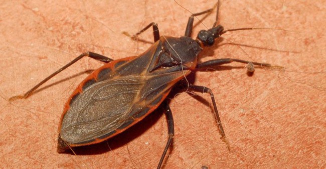 Kissing Bugs