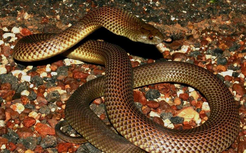 Eastern Brown Snake