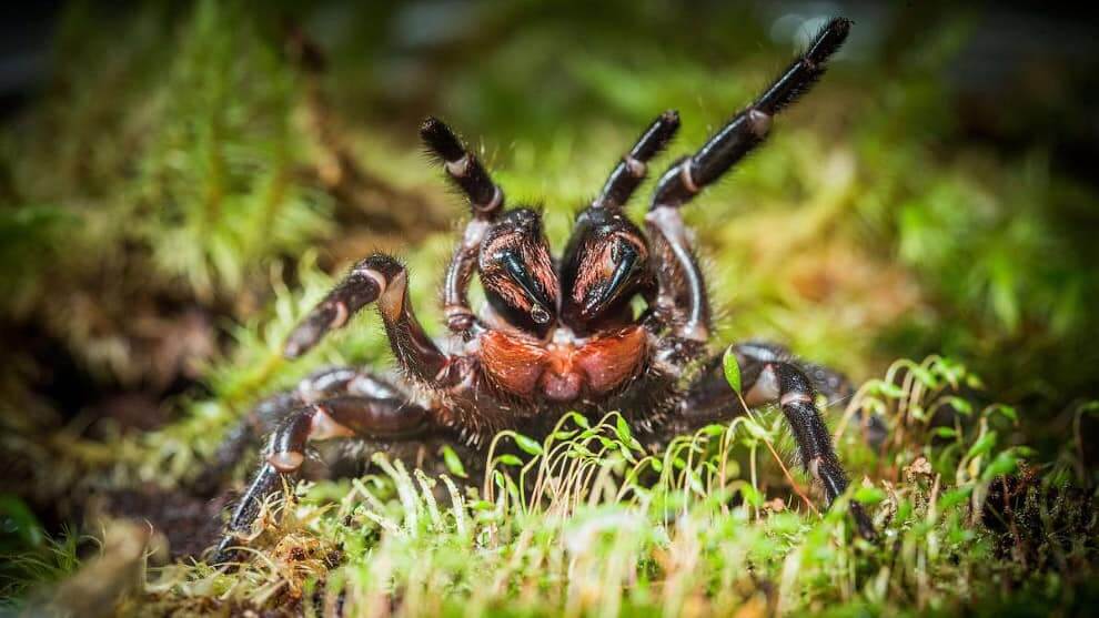 Sydney Funnel Web Spider