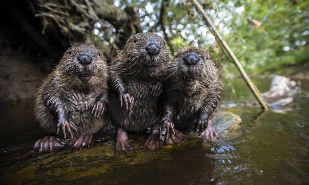 A Beavers Saved A Boy From Death