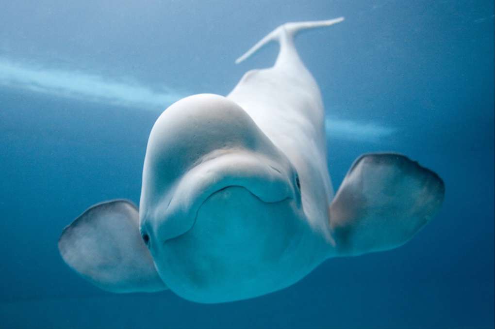 A Beluga Whale Saved Athlete From Death