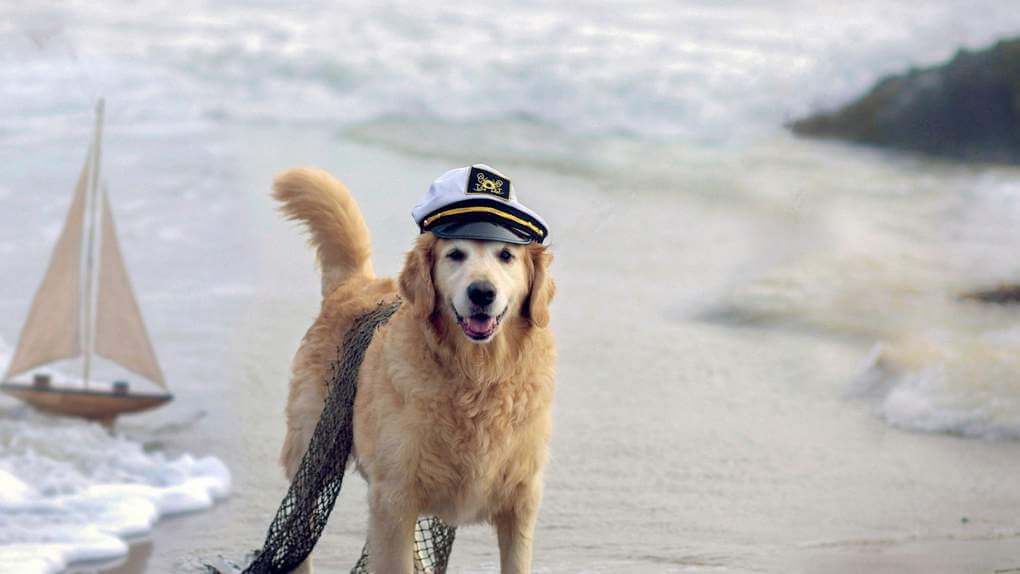 A Dog Saved 92 Sailors From Death