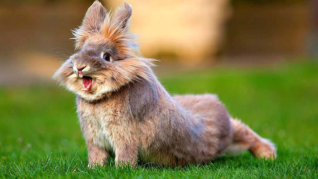 A Rabbit Helped It's Owner, Who Fell Into A Coma