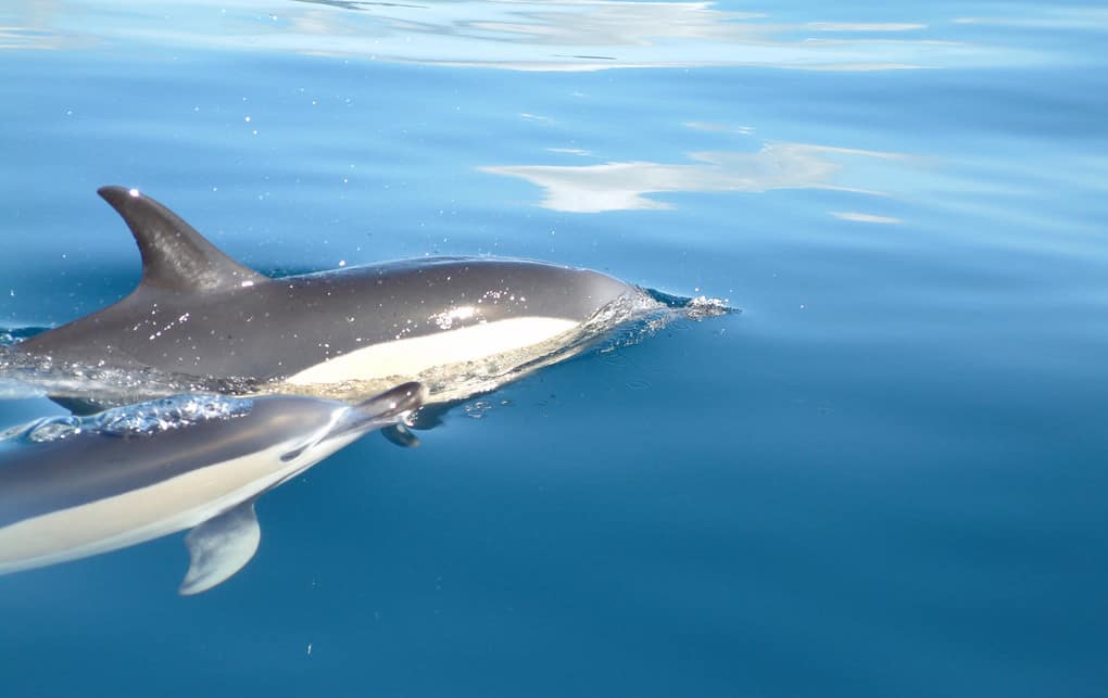 A Dolphin Pulled A Drowning Teenager Out Of The Water