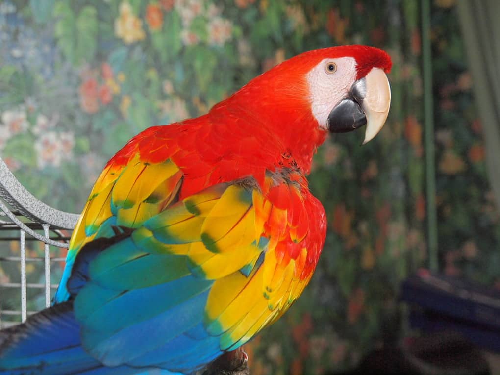 A Parrot Saved A Girl From Suffocation