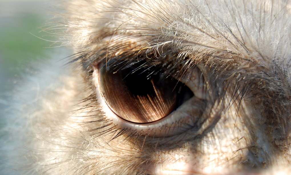 An Ostrich's Eye Is Larger Than Its Brain