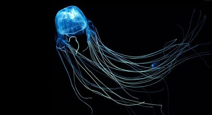 Box Jellyfish