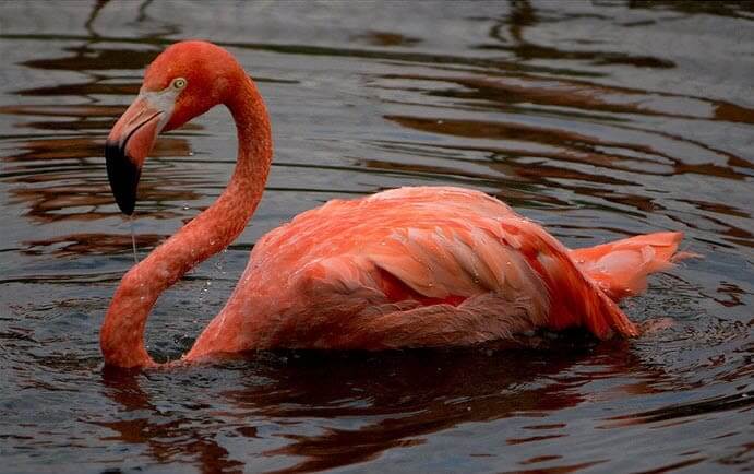 Flamingo Could Live To Be 83 Years Old